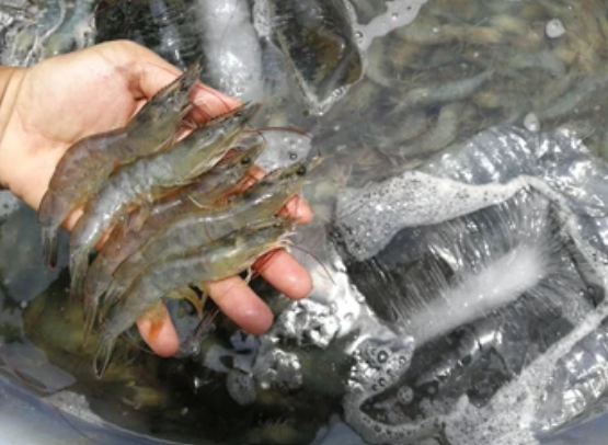   مشروع استزراع الروبيان ذو الأرجل البيضاء في رأس سارق