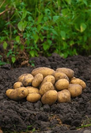 Potato Cultivation and Processing Project 