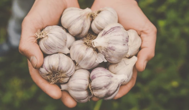 Garlic Farming Project