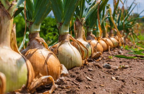 Onion Farming and Processing Project
