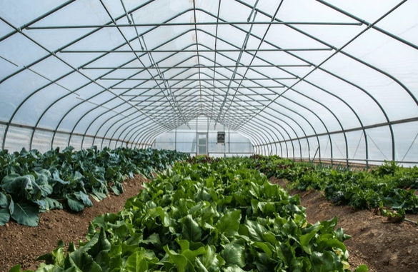 Project for Cultivation of Leafy Vegetables in Greenhouse