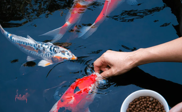 Manufacturing Sustainable Fish Feed Alternatives