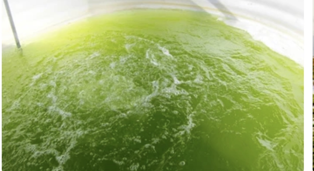 Algae Culture project