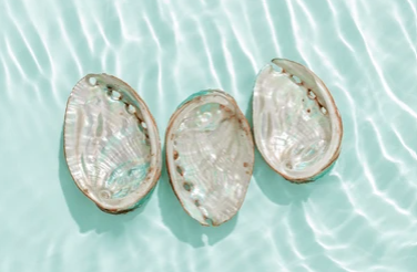 مشروع استزراع الصفيلح العماني في شربثات 